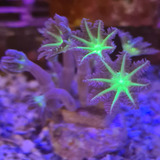 Coral Clovers Papaya (muda) - Soft - Aquário Marinho