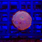 Coral Mushroom Nuclear Sunset (1 Mush) - P/ Aquário Marinho