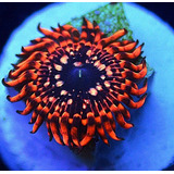 Coral Zoanthus Palythoa Uther Chaos 10 A 15 Pólipos Aquário