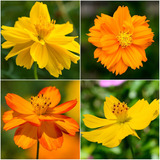 Cosmos Mix Laranjas Amarelos 100 Sementes Flor Pasto Apicola
