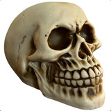 Cranio Caveira Resina Newton Gr Anatomia Humana Decoração Nf