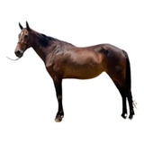 Égua Argentina Américan Trotter Trotadeira Para Charrete