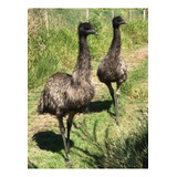 Emu Australiano 1 Ano De Idade 