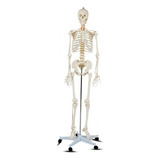 Esqueleto Anatômico Humano De Tamanho Realista Com Base