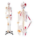 Esqueleto De 170 Cm C/ Musculatura E Articulação - Anatomia