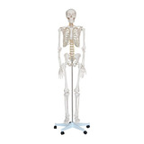 Esqueleto Humano 1,70m Com Suporte Metálico E Base Com Rodas