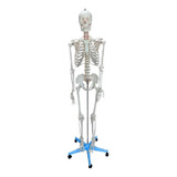 Esqueleto Humano 170 Cm C/ Suporte Com Rodas 