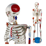 Esqueleto Humano 85 Cm C/ Inserções Musculares E Ligamentos