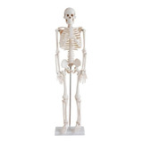 Esqueleto Humano 85 Cm De Altura C/ Suporte - 01 Und