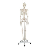 Esqueleto Humano De 180 Cm Em Rodizio - Fisioterapia 