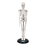 Esqueleto Humano De 45 Cm Com Suporte Sd5002/b - Sdorf 