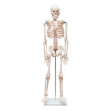 Esqueleto Humano De 85 Cm - Anatomia