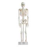 Esqueleto Humano Padrão Articulado 85cm De Altura