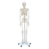 Esqueleto Humano Tamanho Real Com 180cm