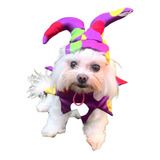 Fantasia Bobo Da Corte Carnaval Pet Chapéu E Colar Colorido