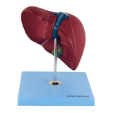 Fígado Básico Humano Anatomic Tzj-0324-a