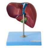 Figado Humano Básico, Anatomia