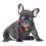 Filhote Bulldog Frances Canil Minion Bull