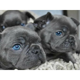 Filhote Bulldogue Francês Blue