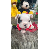 Filhote De Buldogue Frances Micro 