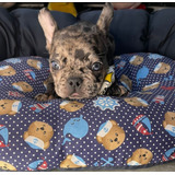 Filhote De Buldogue Macho 