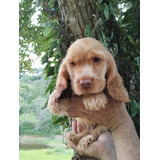 Filhote De Cocker Spaniel Inglês