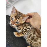 Filhote De Gato Bengal Macho