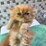 Filhote De Gato Persa Fêmea A Venda