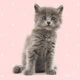 Filhote De Nebelung Gatos Cinza