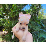 Filhote De Pinscher