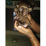 Filhote De Shih Tzu Fêmea Chocolate Com Olhos Azuis R$ 1,400
