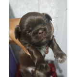 Filhote De Shih Tzu Fêmeas E Machos (legítimos