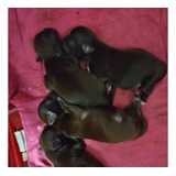 Filhote De Shih Tzu Fêmeas E Machos R$ 1,200