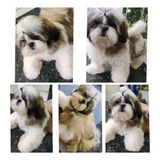 Filhote De Shih Tzu Puro - Macho Com Pedigree