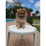 Filhote De Spitz Alemão Lobinho Laranja Lulu Da Pomerania