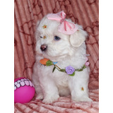 Filhote Fêmea De Lhasa Apso Micro