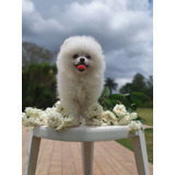 Filhote Fêmea De Spitz Alemão Lulu Da Pomerania Branca