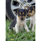 Filhote Fêmea De Terrier Brasileiro (fox Paulistinha)