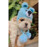 Filhote Macho De Shih Tzu