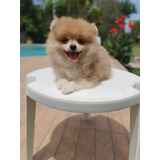 Filhote Macho Lulu Da Pomerania Spitz Alemão Laranja