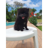 Filhote Macho Preto De Spitz Alemão Lulu Da Pomerania