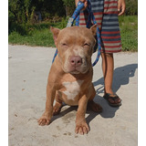 Filhote Pit Monster Pit Bull Fêmea Lilac Olhos Claros
