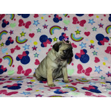 Filhote Pug Fêmea 