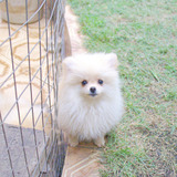 Filhote Spitz Alemão Anão Lulu Lindos Em S P
