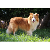 Filhotes De Border Collie Do Canil Lili Dog 