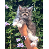 Filhotes De Gato Maine Coon C/pedigree