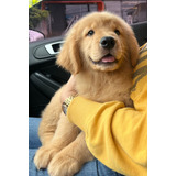 Filhotes De Golden Retriever