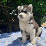 Filhotes De Husky Siberiano - Fêmea Whooly - Olhos Azuis