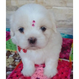 Filhotes De Lhasa Apso Branquinhos