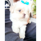 Filhotes De Shih Tzu Branco E Areia Maravilhosos